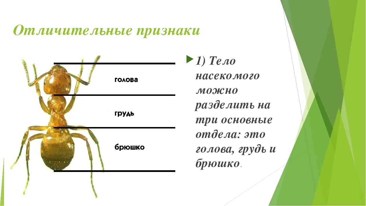 На фото описаны отличительные признаки муравьев